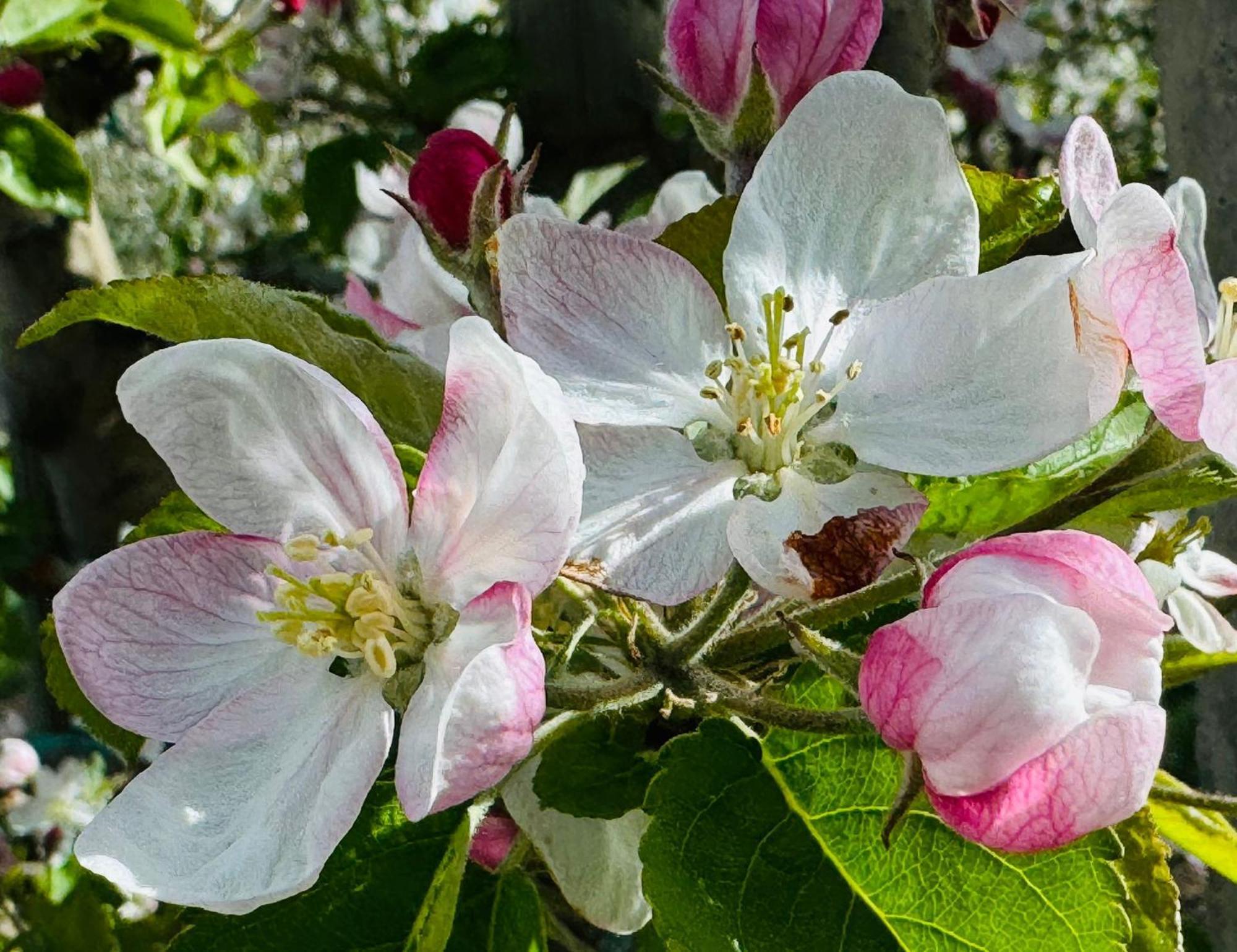 Ferienwohnungen Jojasa 라세스 외부 사진