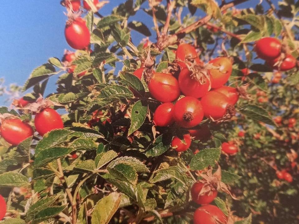 Ferienwohnungen Jojasa 라세스 외부 사진